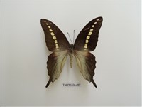 藏品(外國蝴蝶)的圖片